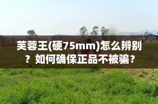 芙蓉王(硬75mm)怎么辨别？如何确保正品不被骗？
